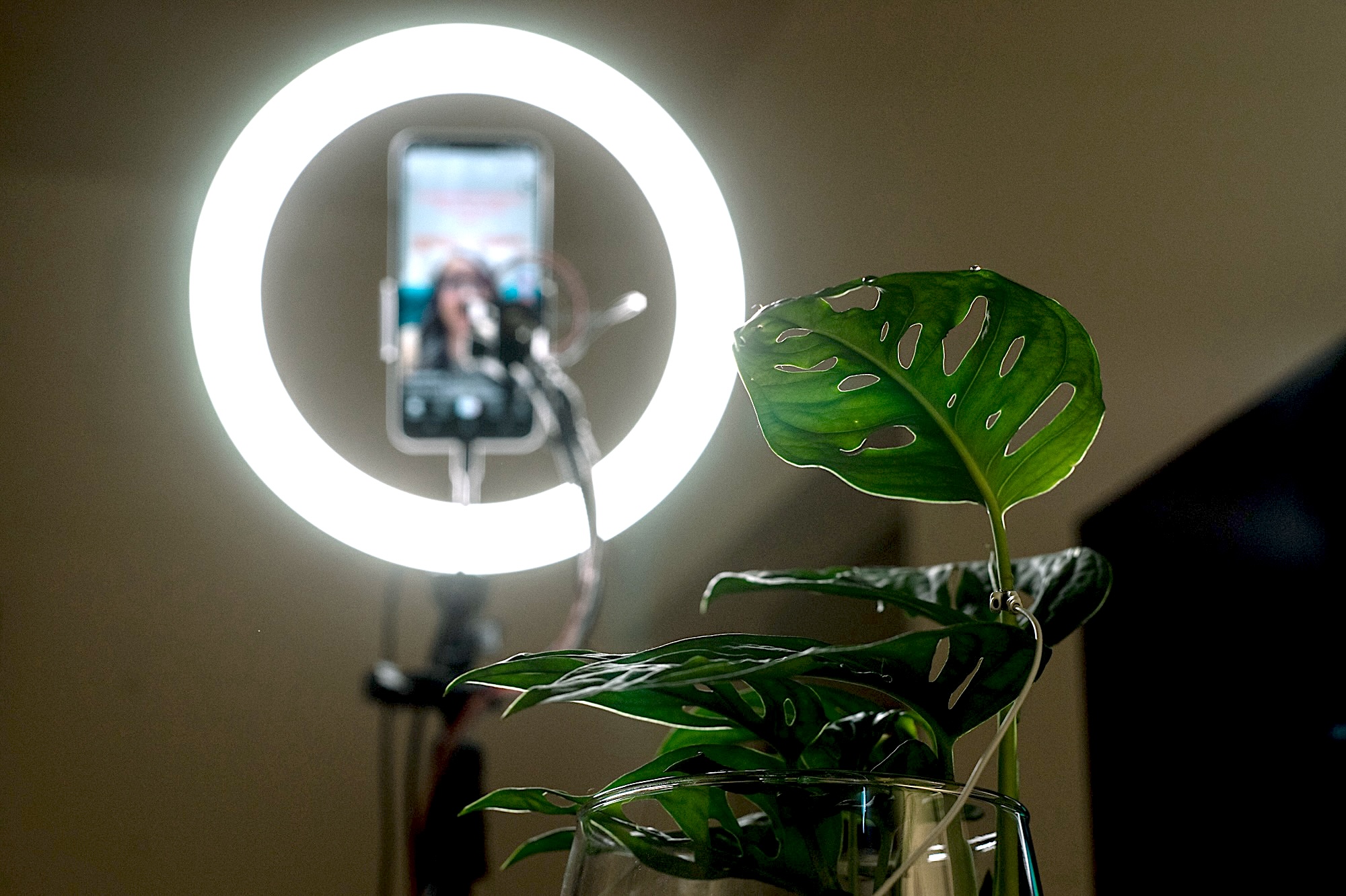 Feedback Feed installation view